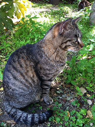 野良猫阿呆ちゃん